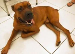 Cachorro raça Boxer idade 3 anos nome Scooby