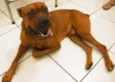 Scooby