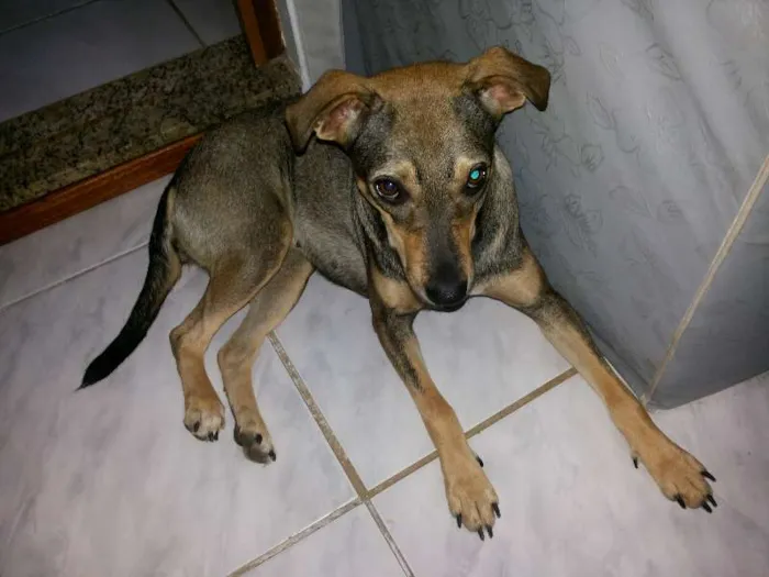 Cachorro ra a Vira lata idade 1 ano nome Bela