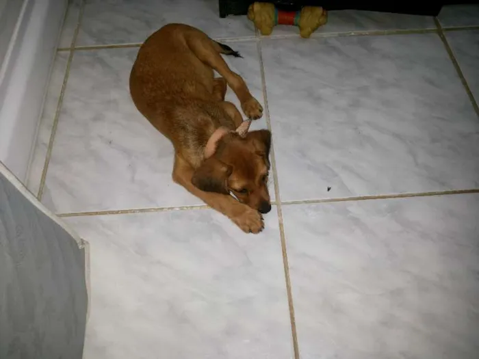 Cachorro ra a Vira lata idade Abaixo de 2 meses nome Nerinho