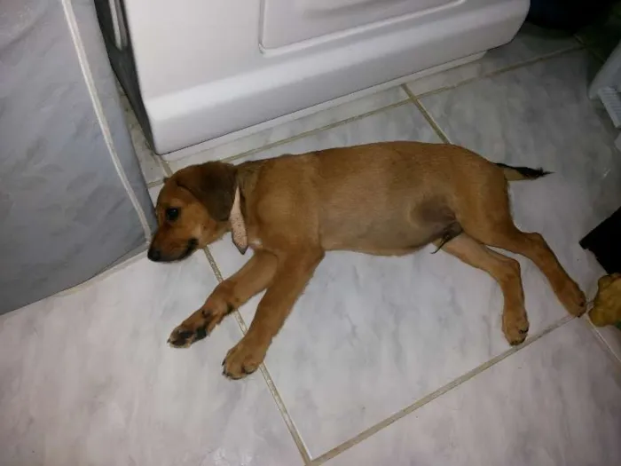 Cachorro ra a Vira lata idade Abaixo de 2 meses nome Nerinho