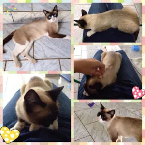 Gato raça Snowshoe idade 7 a 11 meses nome Jorginha