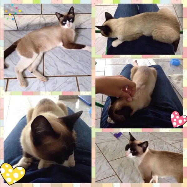 Gato ra a Snowshoe idade 7 a 11 meses nome Jorginha