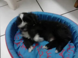 Cachorro raça Ilhasa Apso idade 1 ano nome Marley