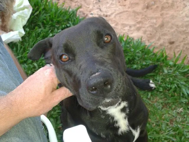 Cachorro raça Pit-Bull idade 1 ano nome Pity