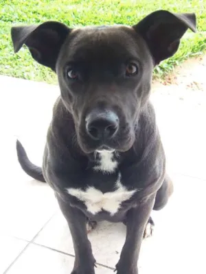 Cachorro raça Pit-Bull idade 1 ano nome Pity