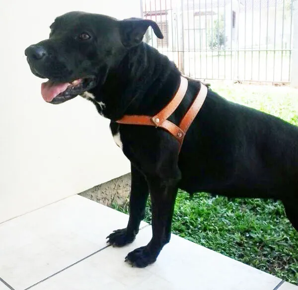 Cachorro raça Pit-Bull idade 1 ano nome Pity