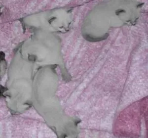 Gato raça Siamês idade Abaixo de 2 meses nome ADOTE