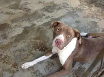 Cachorro ra a Pit-Bull idade 1 ano nome Morgana