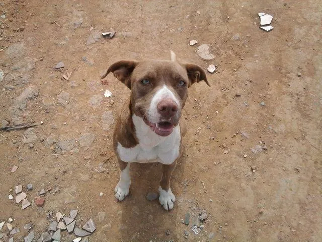 Cachorro ra a Pit-Bull idade 1 ano nome Morgana