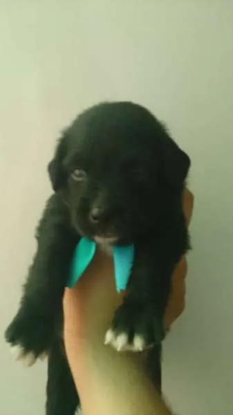 Cachorro raça SRD idade 2 a 6 meses nome Ainda sem nome