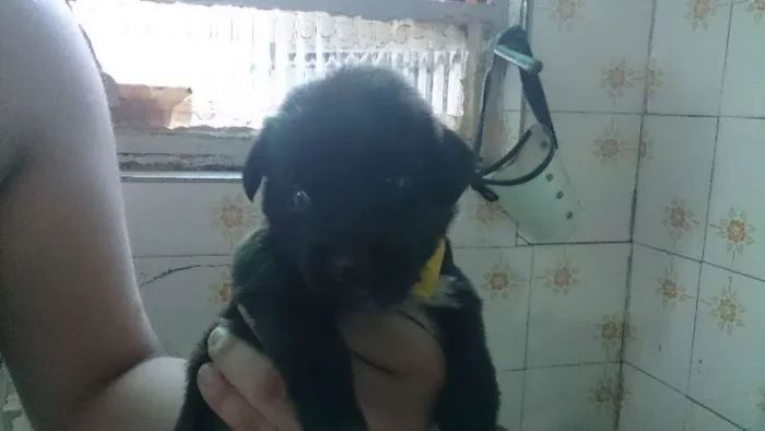 Cachorro raça SRD idade 2 a 6 meses nome Ainda sem nome