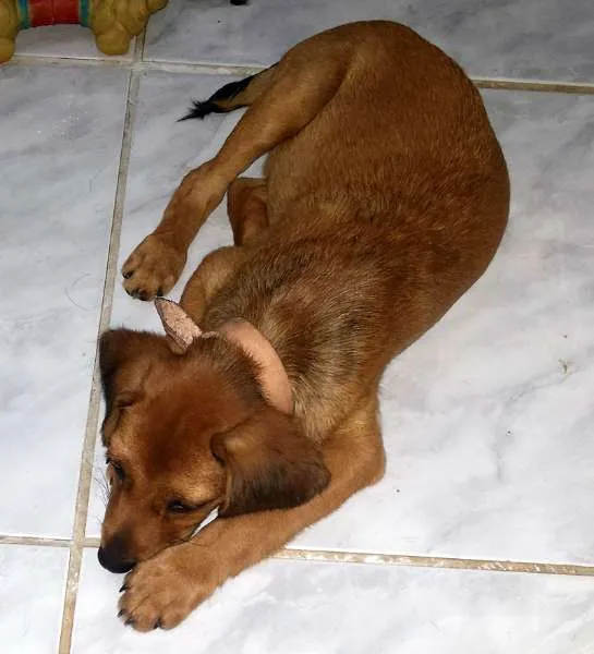 Cachorro ra a Vira lata idade Abaixo de 2 meses nome Nerinho