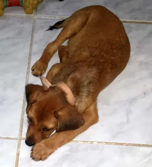 Cachorro raça Vira lata idade Abaixo de 2 meses nome Nerinho