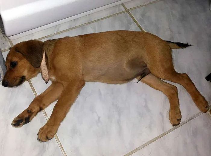 Cachorro ra a Vira lata idade Abaixo de 2 meses nome Nerinho