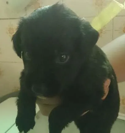 Cachorro raça SRD idade 2 a 6 meses nome Ainda sem nome