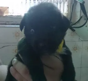 Cachorro raça SRD idade 2 a 6 meses nome Ainda sem nome