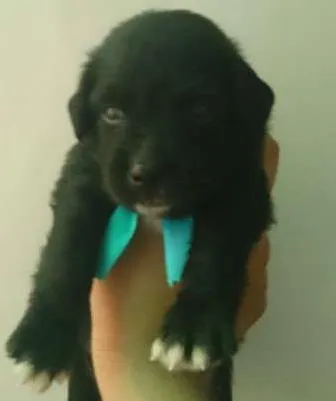 Cachorro raça SRD idade 2 a 6 meses nome Ainda sem nome