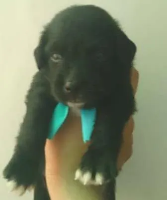 Cachorro raça SRD idade 2 a 6 meses nome Ainda sem nome