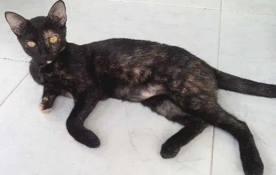 Gato ra a  idade 2 a 6 meses nome Mística (Mimi)