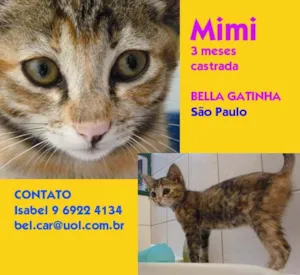 Gato raça SRD idade 2 a 6 meses nome mimi