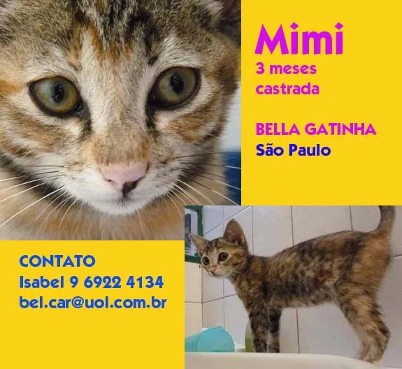 Gato ra a SRD idade 2 a 6 meses nome mimi