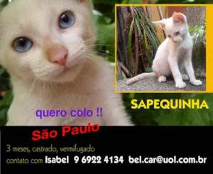 Gato raça SRD idade 2 a 6 meses nome QUERO COLO