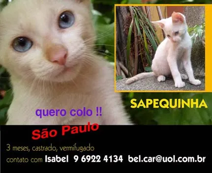Gato ra a SRD idade 2 a 6 meses nome QUERO COLO
