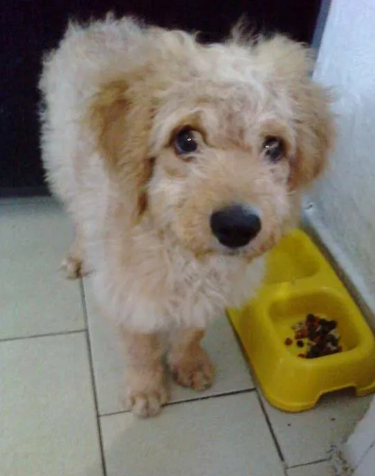 Cachorro ra a Poodle idade 2 a 6 meses nome Marley