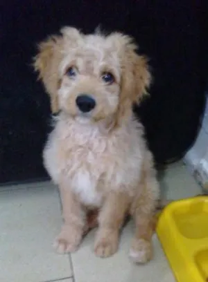 Cachorro raça Poodle idade 2 a 6 meses nome Marley