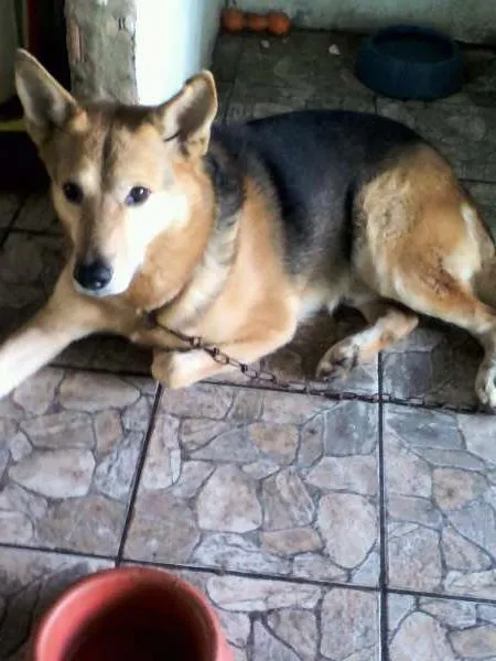 Cachorro raça Pastor Alemão idade 5 anos nome MAX