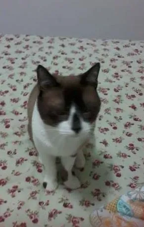 Gato raça misturado idade 4 anos nome Bob