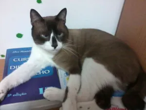 Gato raça misturado idade 4 anos nome Bob