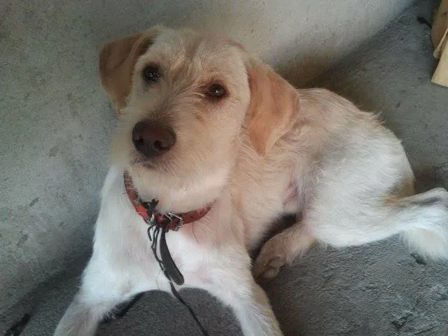 Cachorro ra a nao sei idade 1 ano nome thor