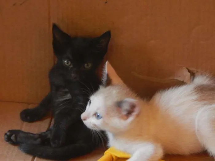 Gato raça SRD idade 2 a 6 meses nome Branquinha