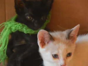 Gato raça SRD idade 2 a 6 meses nome Branquinha