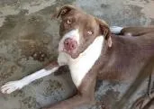 Cachorro raça Pit-Bull idade 1 ano nome Morgana