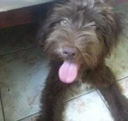 Cachorro ra a SRD idade 2 a 6 meses nome choco