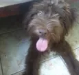 choco