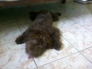 Cachorro ra a SRD idade 2 a 6 meses nome choco