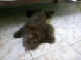 choco