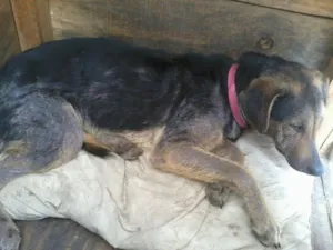 Cachorro raça SRD idade 2 anos nome Belinha
