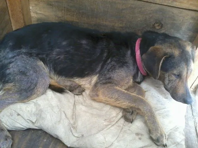 Cachorro ra a SRD idade 2 anos nome Belinha