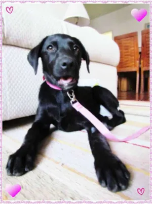 Cachorro raça SRD idade 2 a 6 meses nome Meg