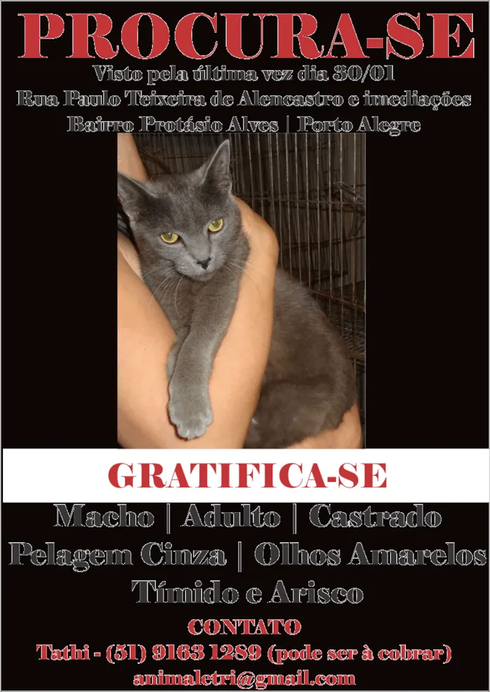 Gato ra a SRD idade 1 ano nome PIERRE GRATIFICA