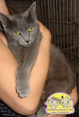 Gato raça SRD idade 1 ano nome PIERRE GRATIFICA