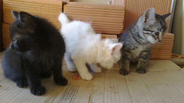 Gato ra a idade 2 a 6 meses nome Fofinhos