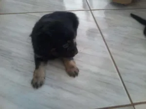 Cachorro raça mestiço idade 2 a 6 meses nome hacker