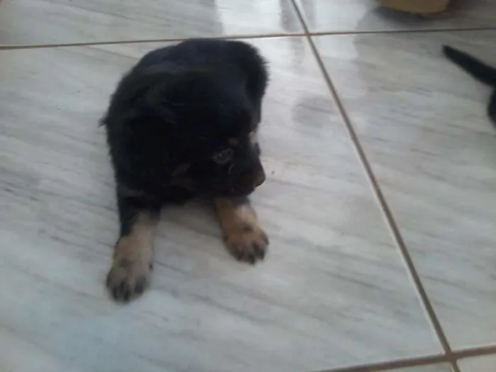 Cachorro ra a mestiço idade 2 a 6 meses nome hacker