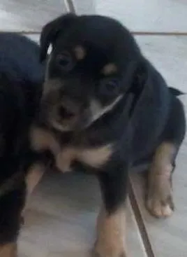 Cachorro raça mestiço idade 2 a 6 meses nome gabriela